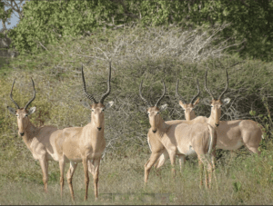 Herd of four blesbok antelopes.